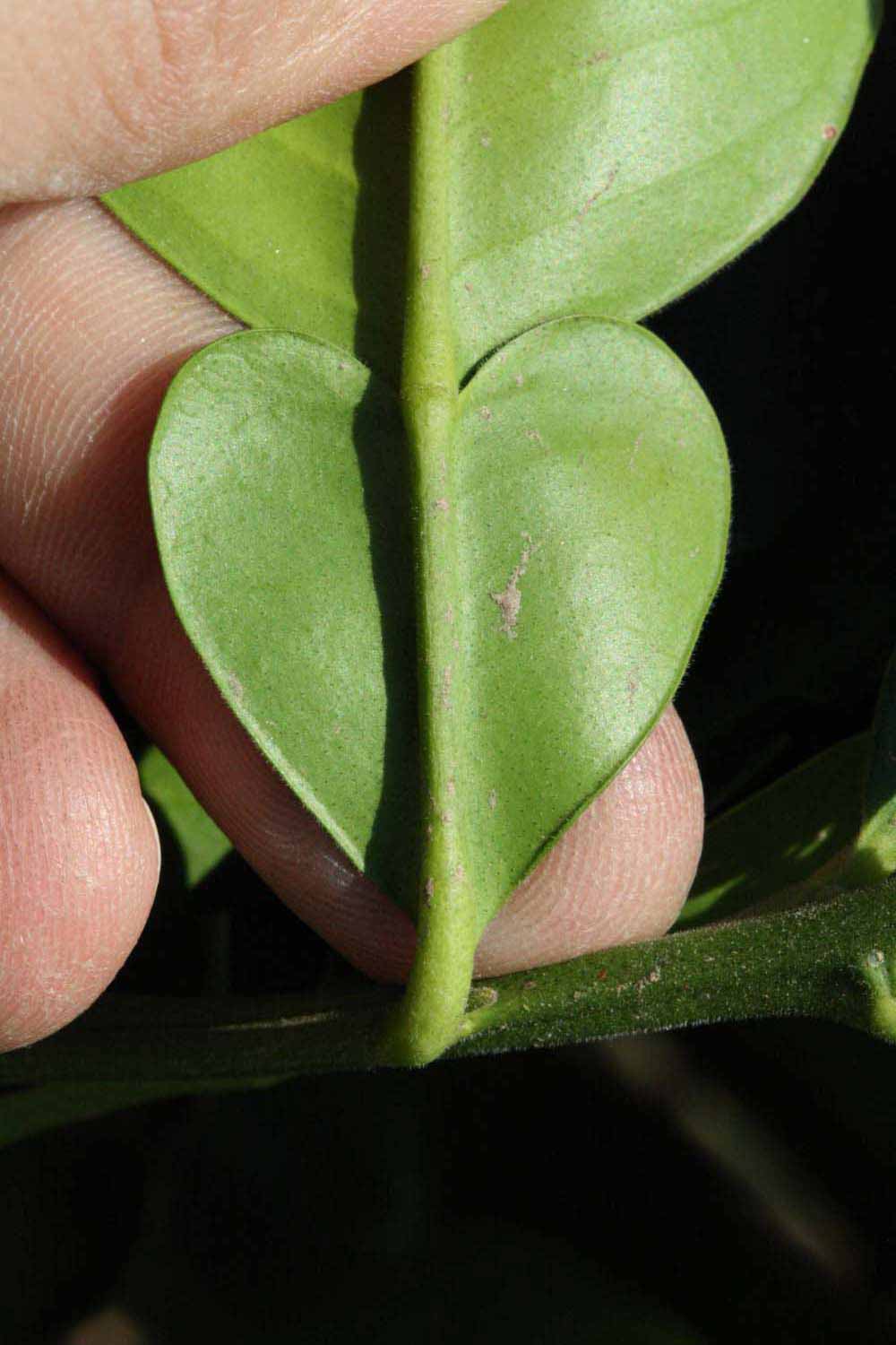              Petiole (Riverside, CA)       